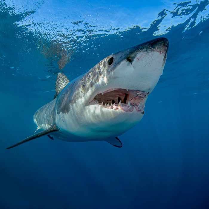 Australie Croisière à la rencontre des Grands requins ...