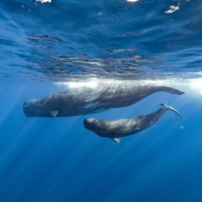 Longitude 181 au Salon de la Plongée !