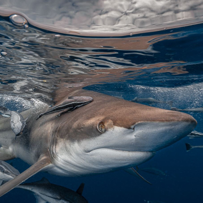 Partez plonger parmi les requins d'Afrique du Sud avec SHARKS MISSION FRANCE 