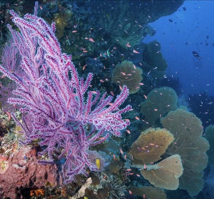 Rejoignez ce voyage SeaCrush à Tubbataha, le joyaux des ...