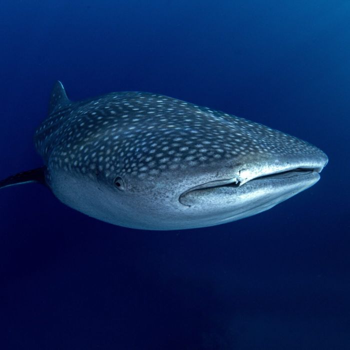 Introducing the Global Shark & Ray Census