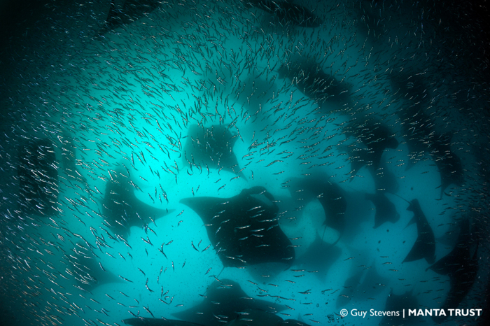 THE MANTA TRUST