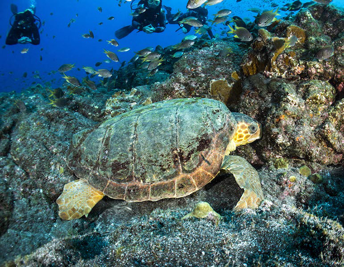 GREEN TURTLE DIVING CENTER