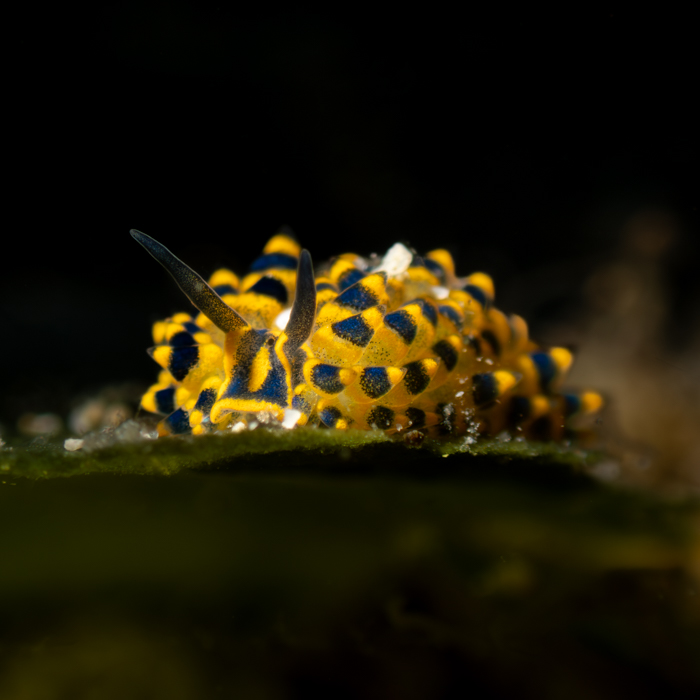 BUCEO ANILAO BEACH AND DIVE RESORT