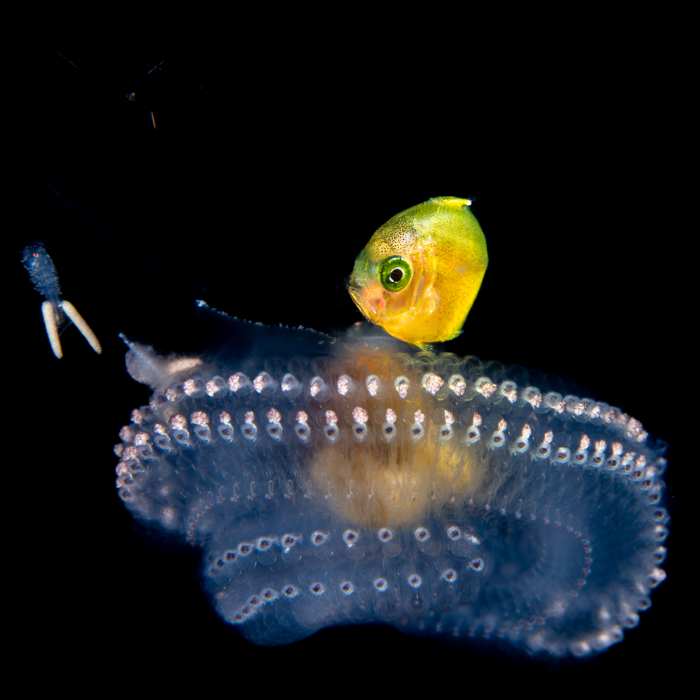 BUCEO ANILAO BEACH AND DIVE RESORT